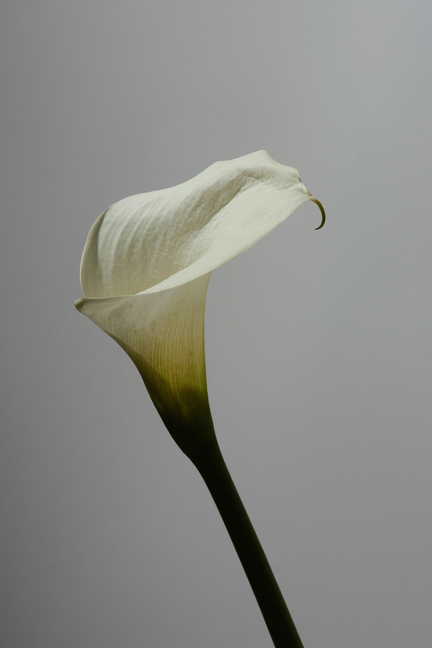 Close-up of a white calla lily flower against a neutral gray background.